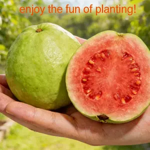 Live Exclusive Heirloom Non-GMO Guava Sapling – Easy to Grow Fruit Tree Plant for Potted Plants, Greenhouse & Outdoor Garden, Ideal for Gardening Enthusiasts