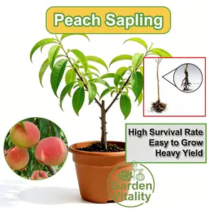 Dwarf peach tree seedlings, 2-year-old inoculated seedlings, fruit of the same year, high yield, tender and healthy bare roots, well-developed root system, suitable for gardens and gardens