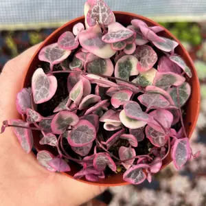 Variegated String of Hearts / Ceropegia Woodii Variegata