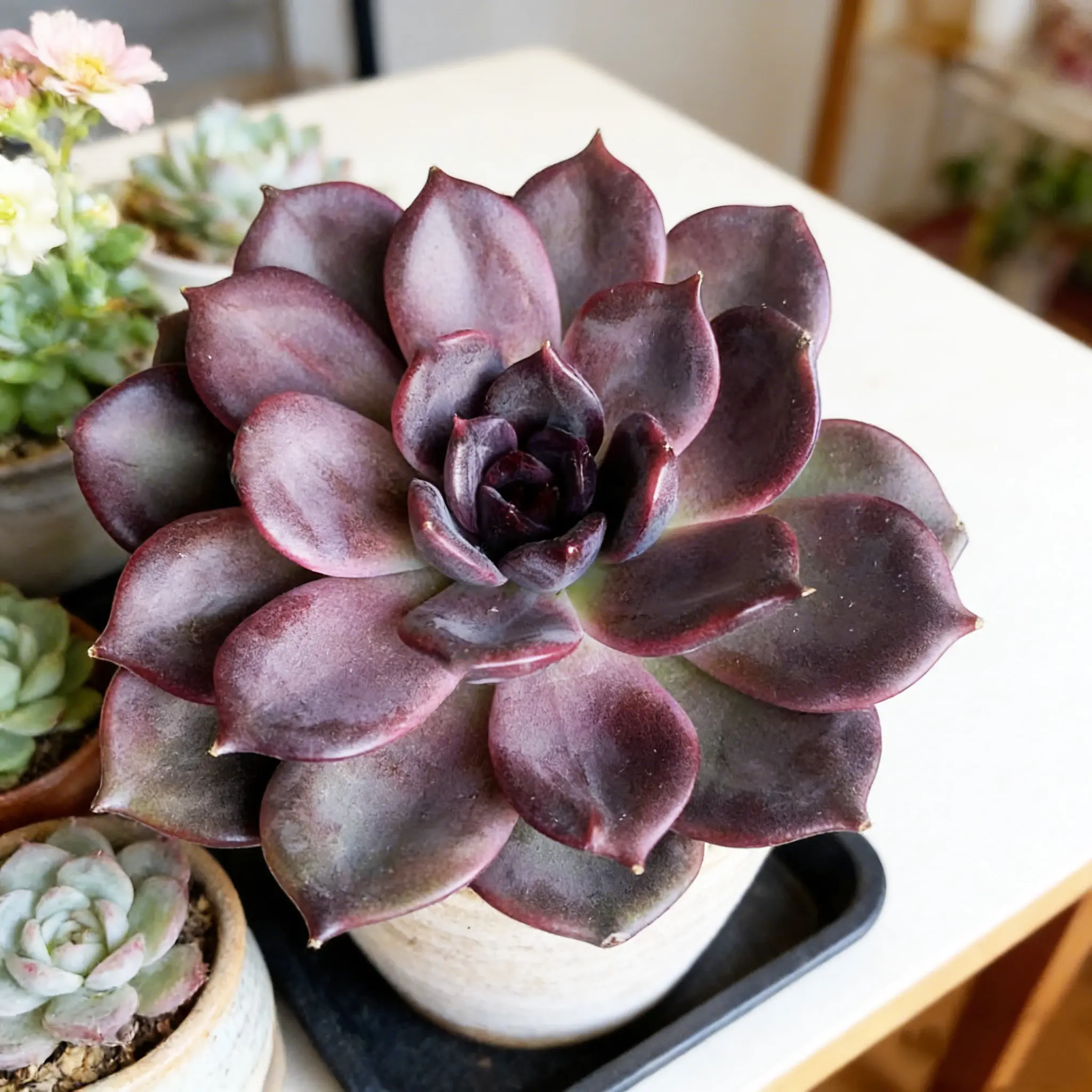Black Mamba Echeveria Succulent | Rare Dark Succulent | Live Plant Bare Root | Low Maintenance | Gift for Plant Lovers
