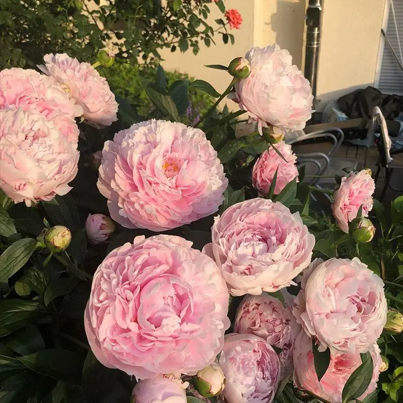 Double-Peony Tuberous Roots with Buds, Perennial Ornamental Flowers for Balcony Pots and Courtyard Ground Planting
