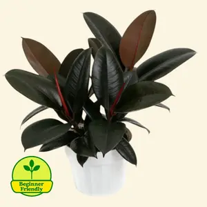 Ficus Burgundy Rubber Tree 6” - Low Maintenance Easy Care Big House Plant