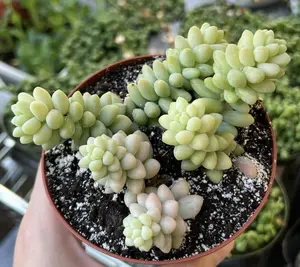 Sedum Burrito, Donkey's Tail, Trailing Succulent, Hanging Plant, 2" 4" pot