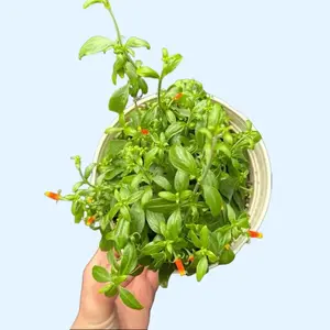 ' 6” Candy Corn Plant / Cuphea Micropetala