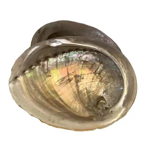 Abalone Shells - Perfect for Smudging Rituals & Spiritual Practices - Symbol of Ocean Energy, Protection, and Purification - Ideal for Home Decor and Jewelry Holder