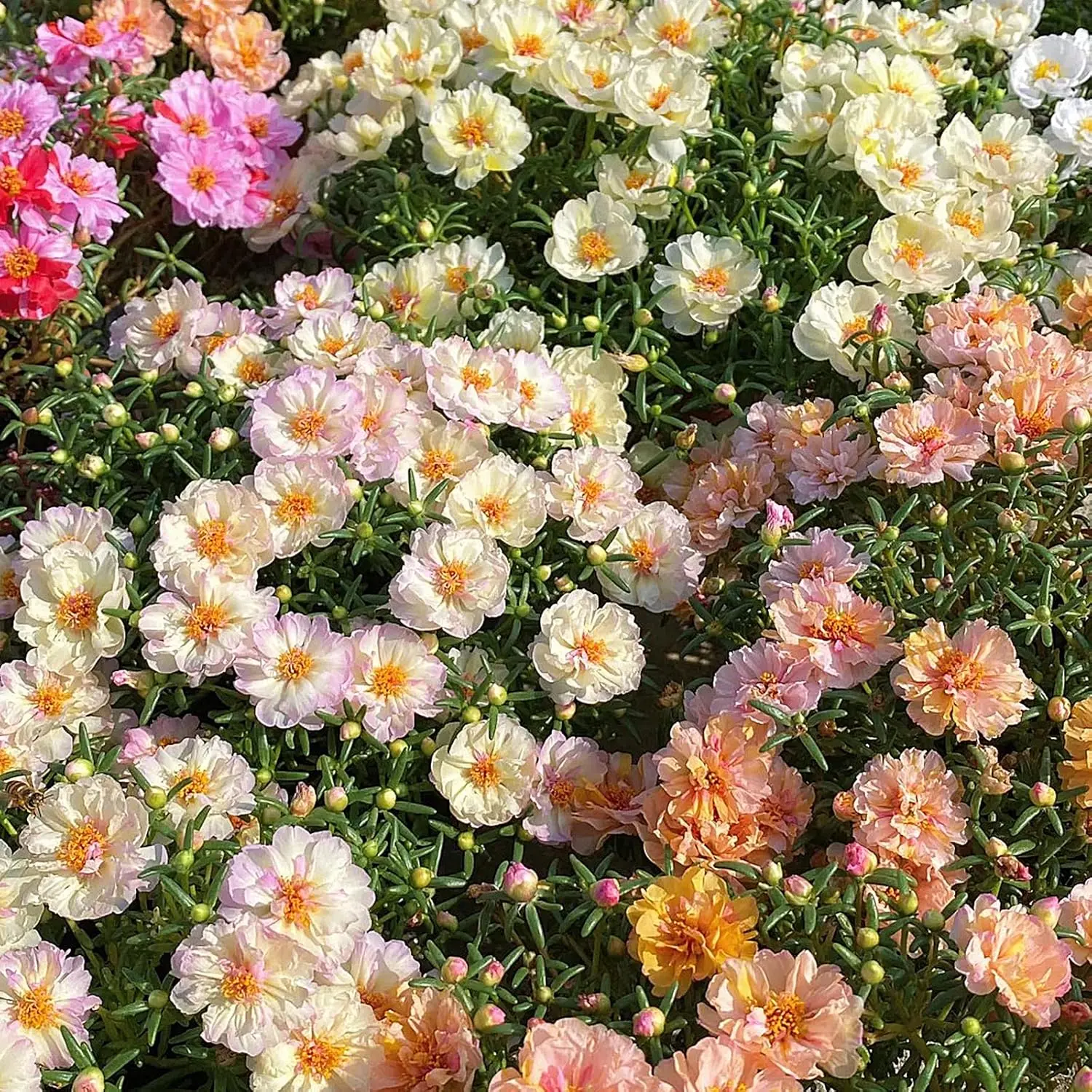 10000+ Double Moss Rose Seeds for Planting - Annual Portulaca Flower Seeds to Plant Outside, Mexican Rose, Sun Rose, Rock Rose