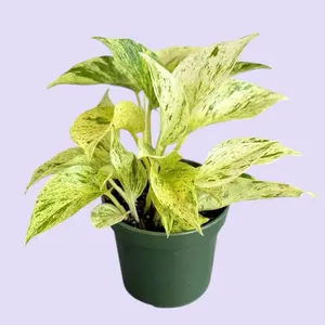 Snow Queen Pothos 4” - Hanging Plant