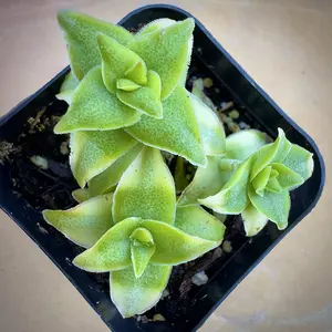 Variegated String of Buttons Succulent (2 inch)