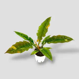 Philodendron Ring of Fire 4” - Rare Variegated Easy Care House Plant - Not Pet Safe