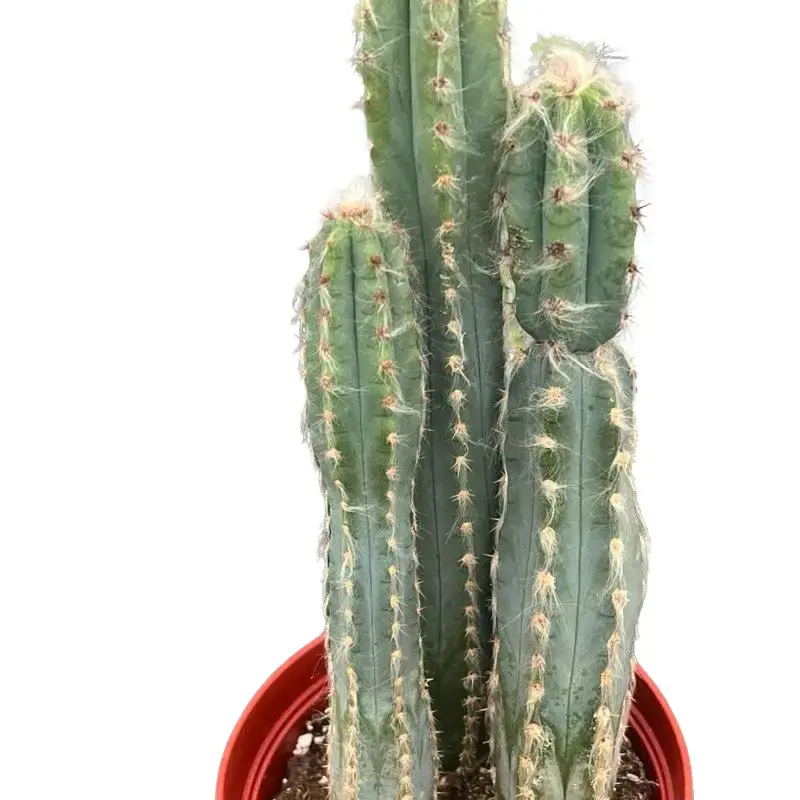Brazilian Blue Grandpa Cactus | Live Plant | 6”