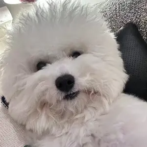 background preload poster image 