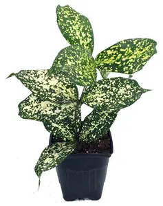 Japanese Bamboo Florida Beauty Dracaena - 3" Pot