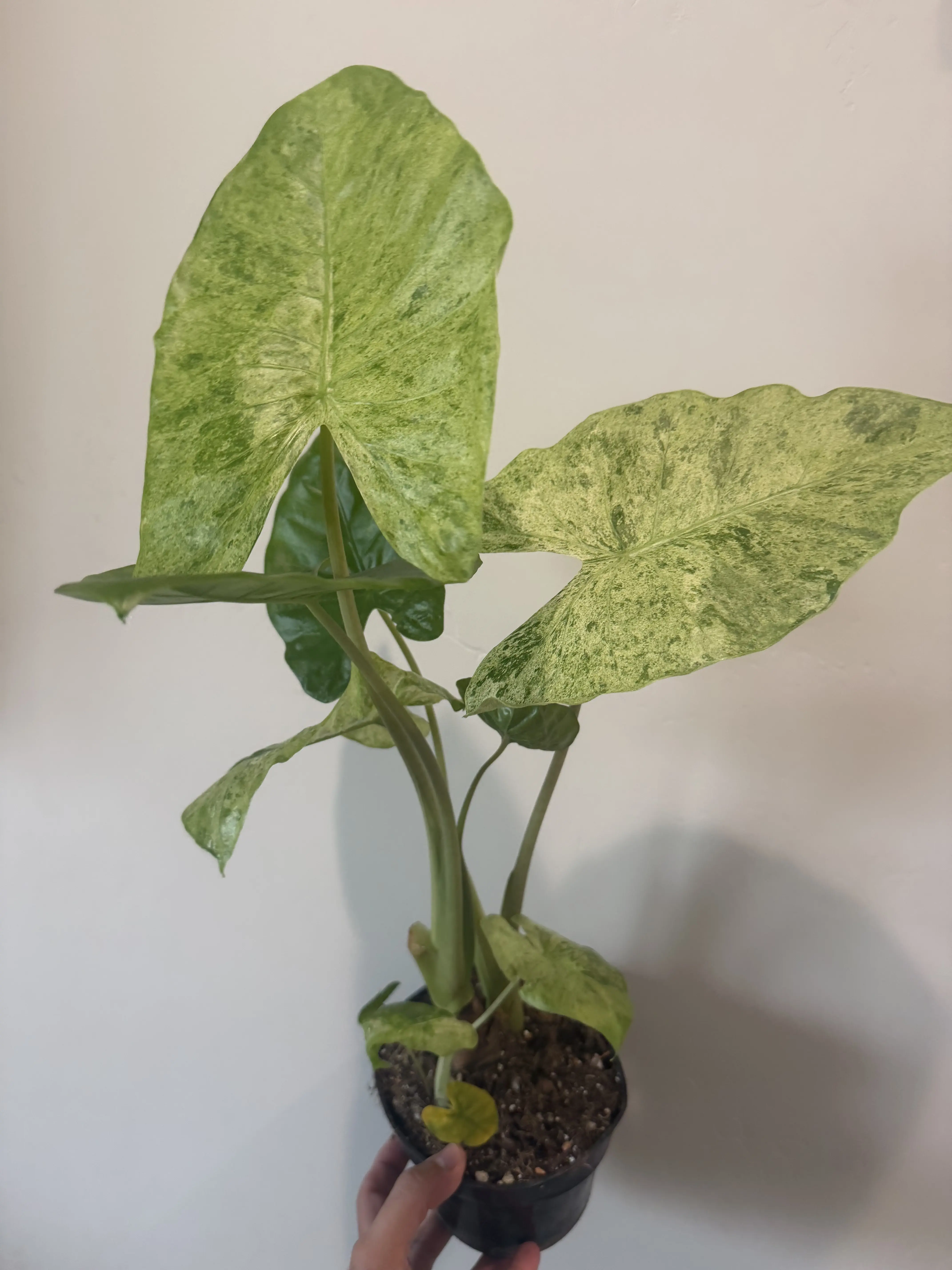 6'' Alocasia Batik