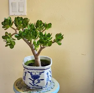 Large or little, easy to maintain, succulent, indoors or out, air purifier, eco-friendly gift, bare root, jade plant (Crassula ovata)