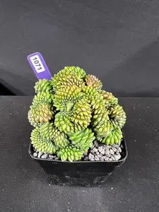 Gymnocalycium Inermis Cristata 'Sensitive Skin' Cactus Succulent, Small Potted Plants, Succulent and Cactus Plant Decor for Home Garden