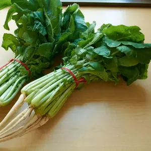 Leafy Radish Seeds 'Chun Ha' (Raphanus sativus) – Treated Korean Hybrid for Tender Greens & Mild Roots – Ideal for Soups & Kimchi Greens