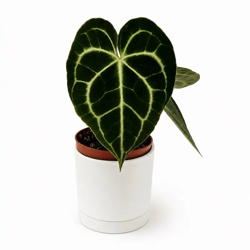 Anthurium king of Clarinervicum 4" pot Rare Plant with Dark Green Leaves and Prominent White Veins, Easy to Care for, Ideal for Collectors