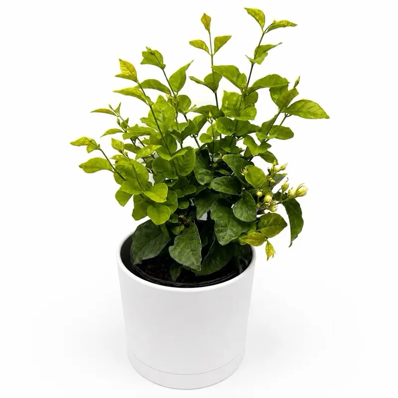 Jasmine Bush Mo Sambac 6" Pot House Plant Indoor Flower Low Maintenance Greenery for Moderate Light Conditions