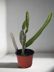 Dwarf Dragon Fruit Patio Cactus - 2 Pack - Perfect for Home Garden & Containers - Zones 9 to 11 - Potted Indoor Plant - Variegated Succulent - Non-GMO - Compact Size - Organic Fruits Tropical House Plant Tropical House Plant