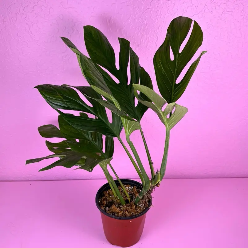Monstera Pinnatipartita | Split Leaf Monstera | Rare Plant