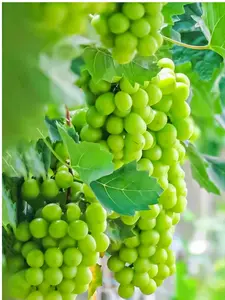 Sunshine Rose Grape Vine Live Plant – Sweet Pink Table Grapes for Home Garden, Easy to Grow Climbing Fruit Vine for Backyard, Patio & Small Spaces