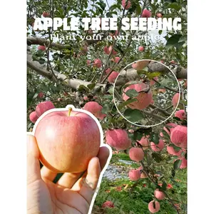 Family orchard apple tree seedlings - easy to manage, full of harvests, ideal for backyard tree growers