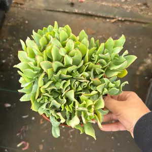 Ripple Jade 6 in pot plant succulent Crassula Ripple Jade 6 in pot plant succulent Crassula