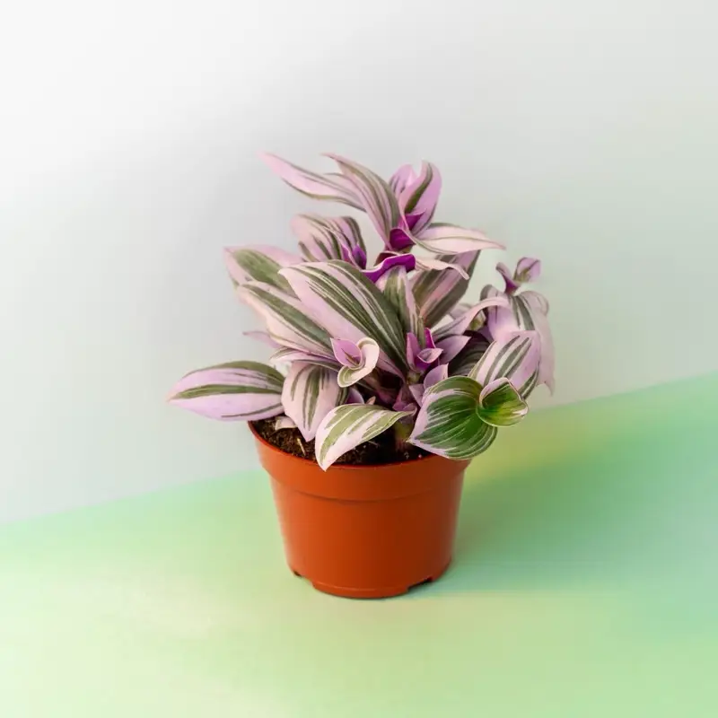 Tradescantia Nanouk - 4 Inch Pot