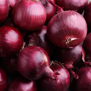 The Old Farmer's Almanac Red Creole Onion Seeds - Heirloom, Non-GMO, Premium Quality, Open Pollinated, Spicy-Sweet Flavor ( 1000 Seeds)