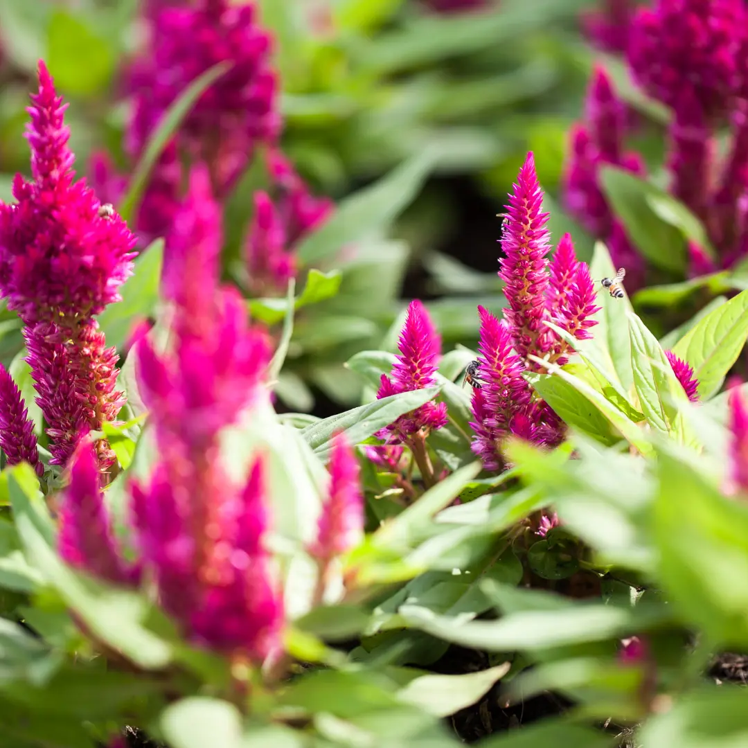 Pampas Plume Celosia (Celosia argentea var. cristata 'Pampas Plume') – Colorful, Feather-Like Plumes, Long-Lasting Cut Flower – 50+ Seeds
