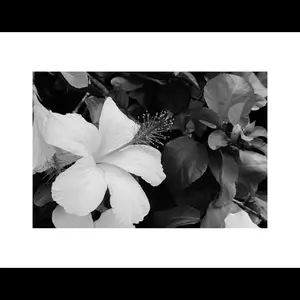 B&W Photo Prints