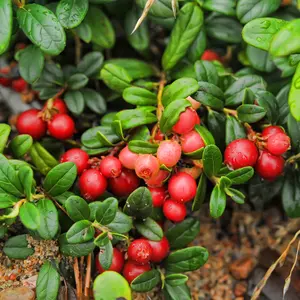 American Cranberry Bush – Live Bare Root, 18–24 in | Viburnum trilobum