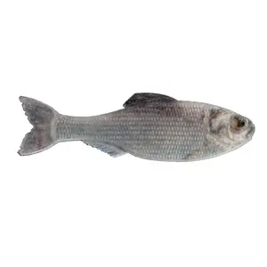 Panorama - Live Shad