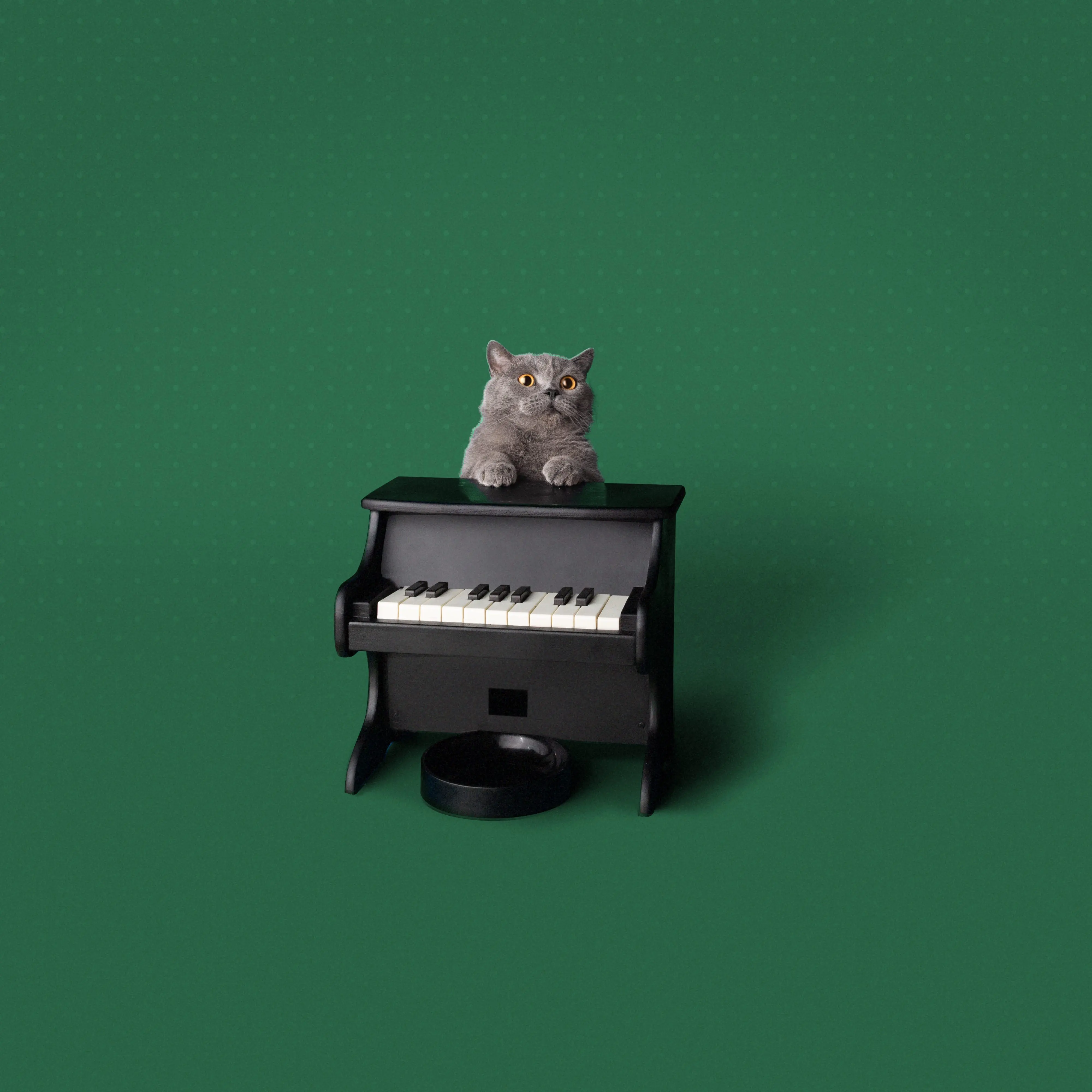 Pet Piano - Smart Pet Feeder with Interactive Play for Mental Stimulation, Slow Feeding, and Scheduled Feedings