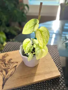 Scindapsis Mayari Albo