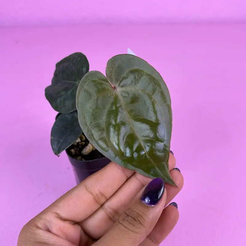 RARE Anthurium Red Crystal × Lux 2.5” | Velvet Anthurium Hybrid | Collector Aroid