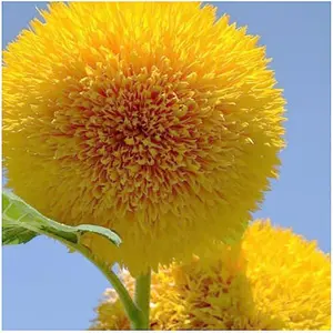 100+ Teddy Bear - Giant Sunflower Heirloom Seeds for Garden - Grow Fluffy, Tall Plants