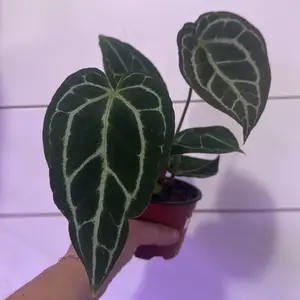 Anthurium crystallinum - Elegant Green Leaf Plant with White Veins in Red Pot for Indoor Decor