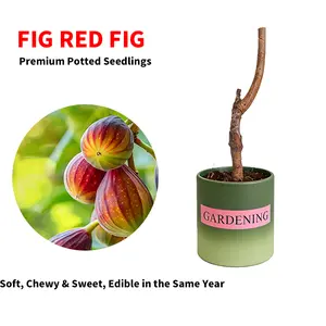 Fig Tree Seedling - Dense Roots, High Survival Rate, Seedless & Sweet - with Nutrient Soil for Beginner Gardening, Soft Chewy & Sweet, Edible in the Same Year
