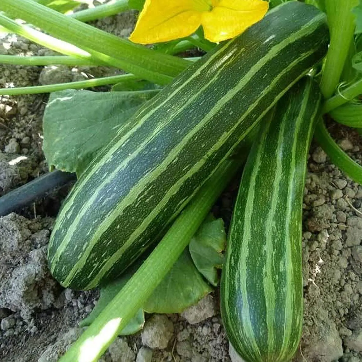 Organic Cocozelle Zucchini Squash Seeds (Cucurbita pepo) – Striped Heirloom Variety, Tender Flesh, Great for Grilling and Stir-Fries – 10+ Seeds