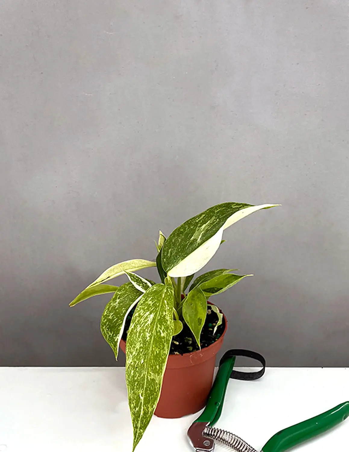 Philodendron Jose Buono