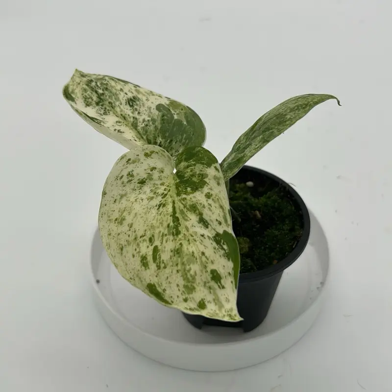 Variegated Scindapsus Jade satin  marble Indoor Plant with Vibrant Green Leaves and Durable Foliage