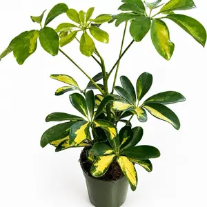 Variegated Umbrella Plant (Schefflera Arboricola) – 4” Pot