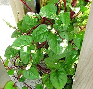 30 Seed, 100 Seed Malabar Red Stem Spinach Seeds Leaf, Red Vine, Alugbati, Vietnamese, Spinach Vegatable Plant Seeds