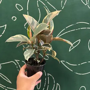 Ficus Elastica Tineke Plant in a 4 Inch Potted Plant