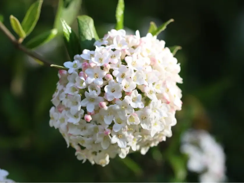 Live Plant Juddi Viburnum - 6-12'' in Tall - 2.5" Pot - No Ship To AK, HI and P.R.