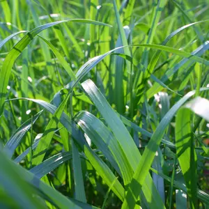 Bronson Forage Tall Fescue Seeds (Festuca arundinacea) High-yielding cool-season grass with strong regrowth. Perfect for hay or grazing with good heat, traffic, and drought tolerance.