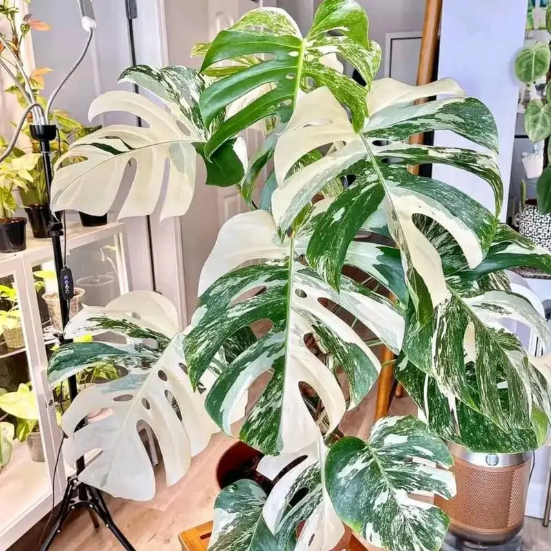 Variegated Monstera Thai Constellation 4 to 6 inch Tall