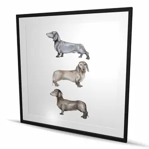 212 MAIN Framed Small Dachshund Dog Print Wall Art - 48x48 in Scandinavian Gray Wood Frame, Unique Artwork, Room Decor, Ideal Home Gift