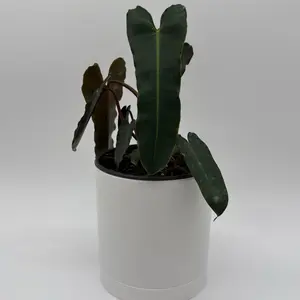 Philodendron Black Billietiae Billietiae x Atabapoense 6" Pot Collector's Rare Plant Unique Species Botanical Diversity